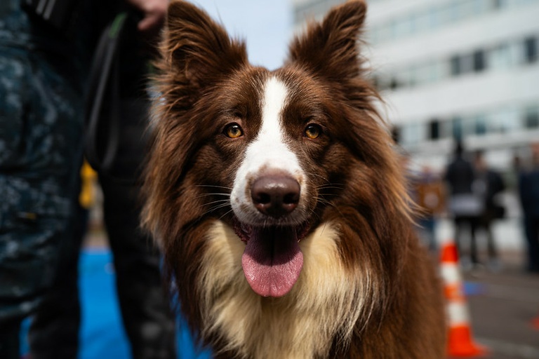 Alunos da rede municipal de Curitiba podem ter zooterapia 