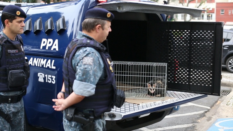 Animal silvestre é resgatado na Câmara de Curitiba e solto na APA do Passaúna