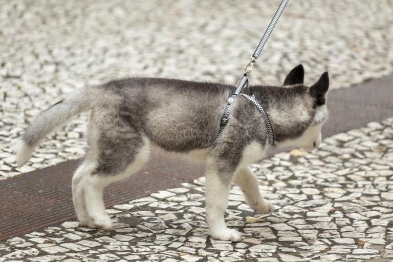 Nova lei para condução responsável de cães será votada nesta terça