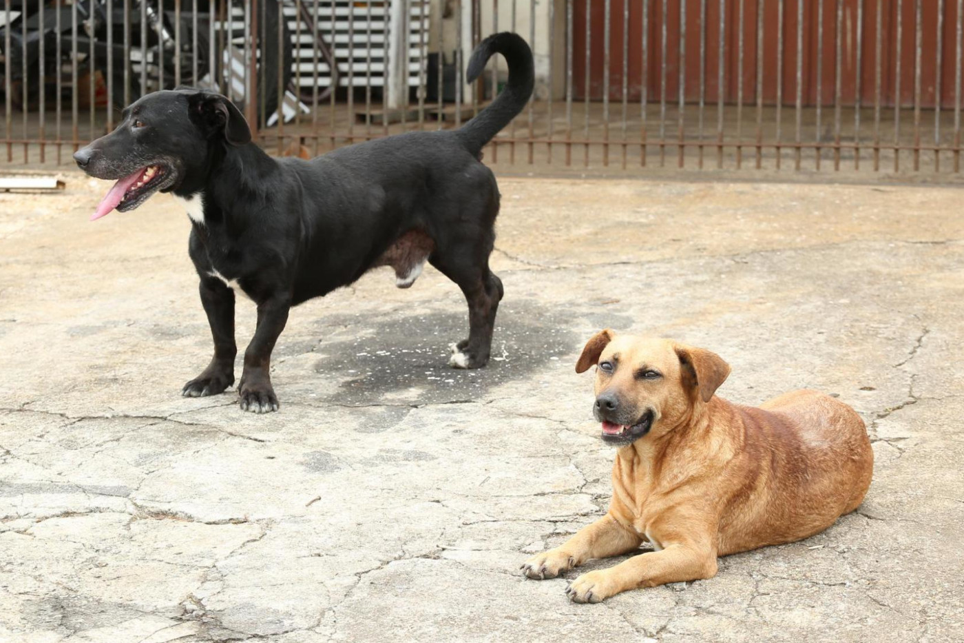 Cães comunitários de Curitiba: projeto ganha nova versão