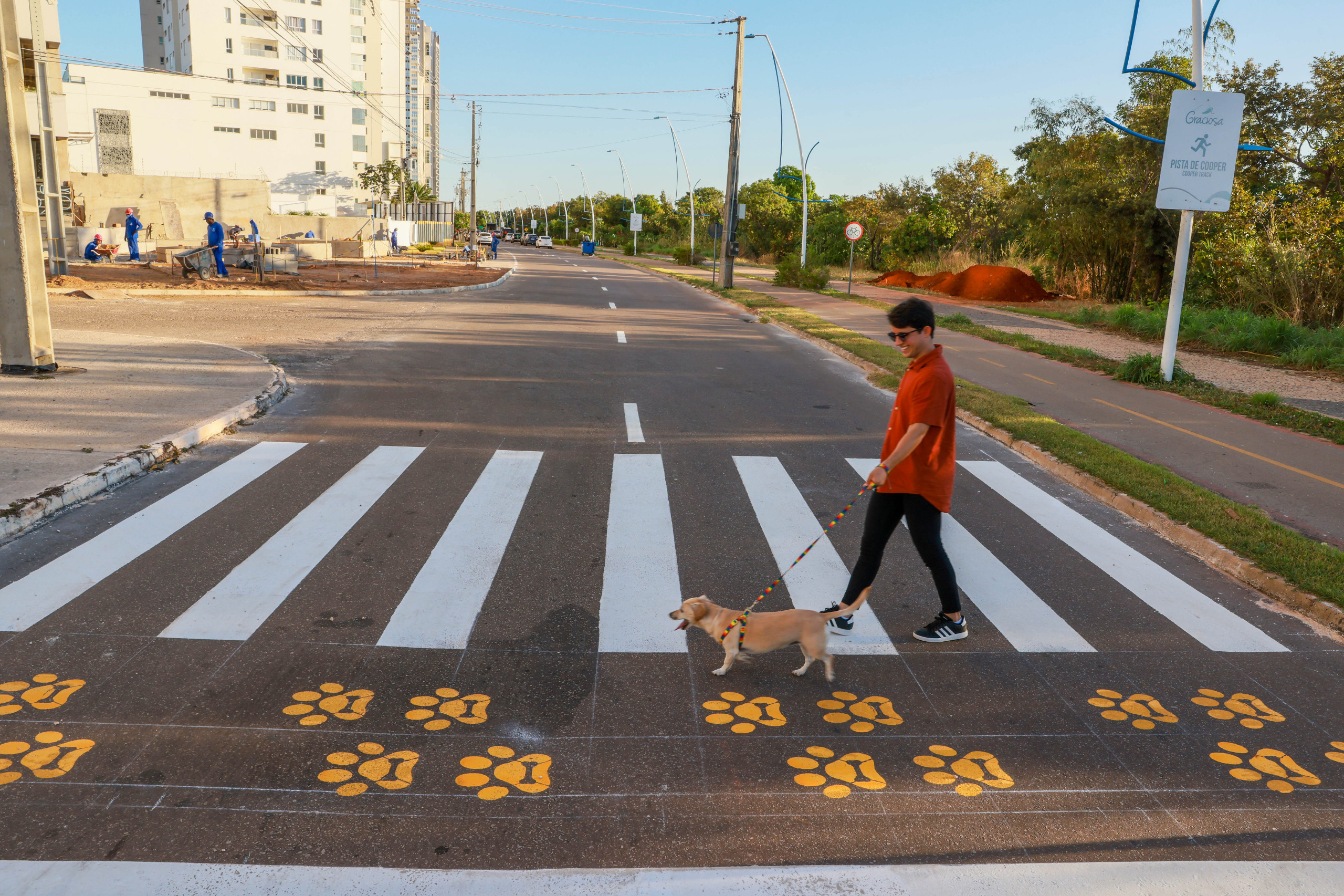 Câmara de Curitiba analisa projeto para criar faixa pet em vias públicas