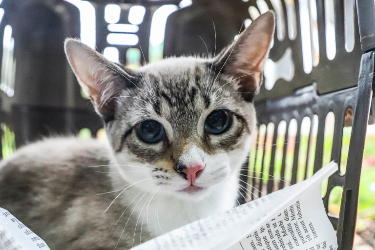 Vereadora quer apoio público a protetores de animais de Curitiba