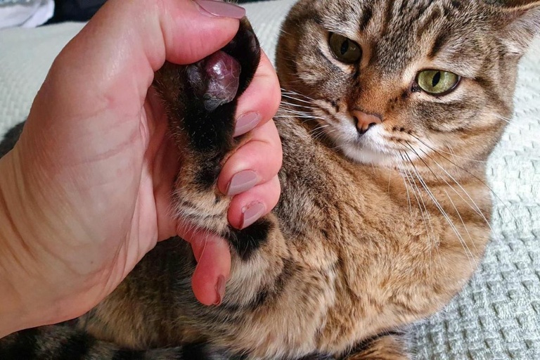 Câmara de Curitiba vota campanha Outubro Rosa Pet 