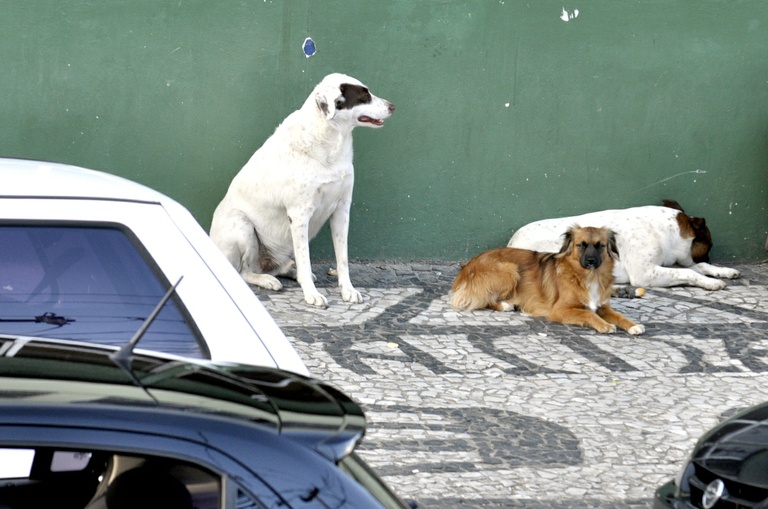 Câmara instala Frente Parlamentar pelos animais 