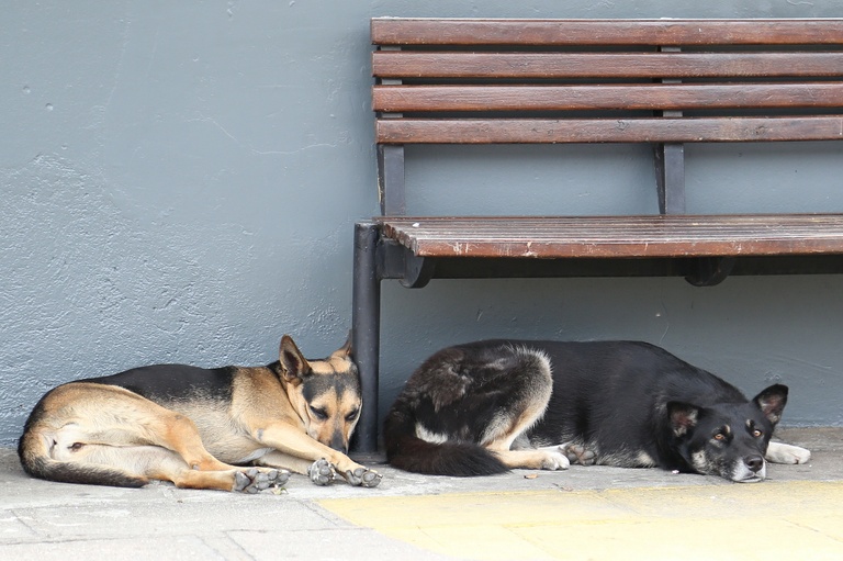 Câmara promove audiência pública sobre direitos dos animais