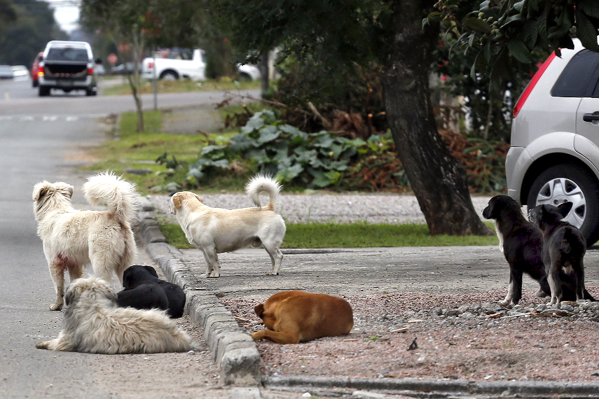 Câmara vota crédito para viabilizar Centro de Animais em Risco