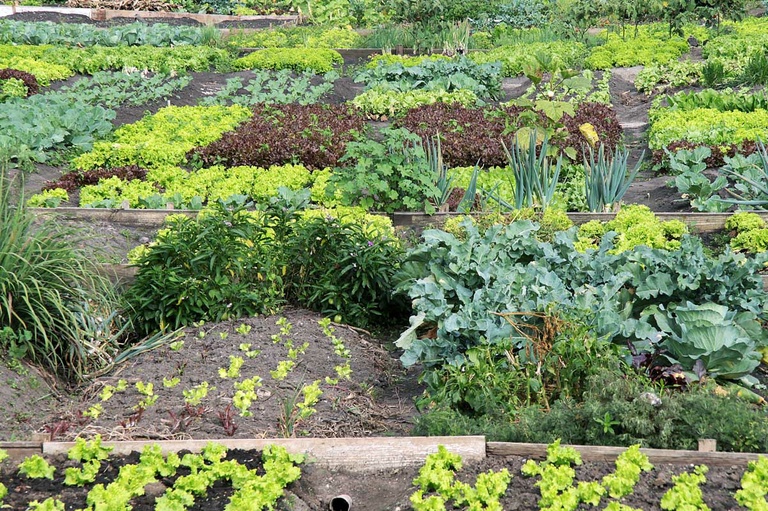 Carla Pimentel propõe horta solidária na capital 