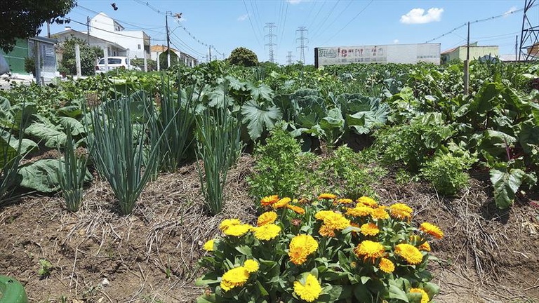 CCJ avalia prioridade a famílias de baixa renda às hortas solidárias