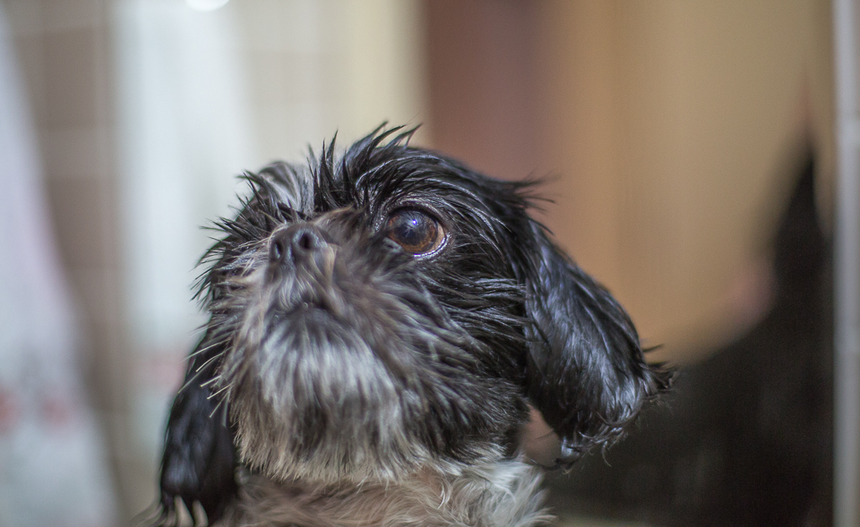 CMC vota lei para incentivar adoção responsável de animais