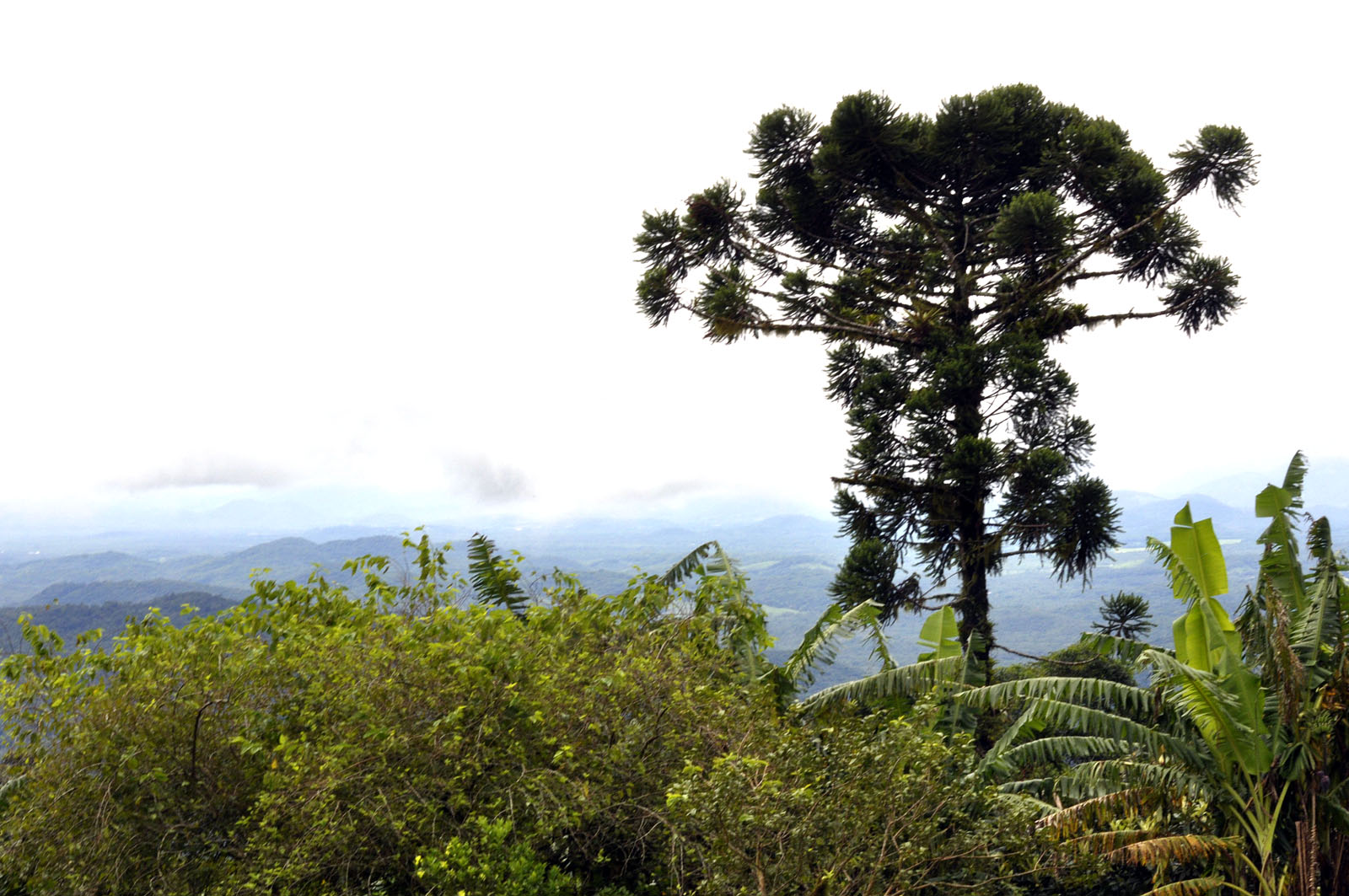 Comissão aprova uso de madeira certificada 
