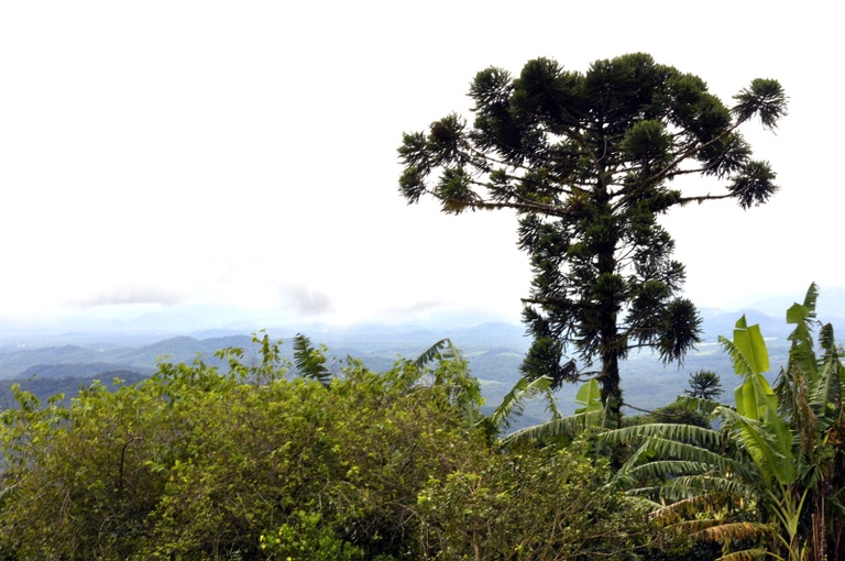 Comissão aprova uso de madeira certificada 