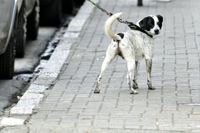 Comissão de Direitos Humanos e Animais pode ser instituída