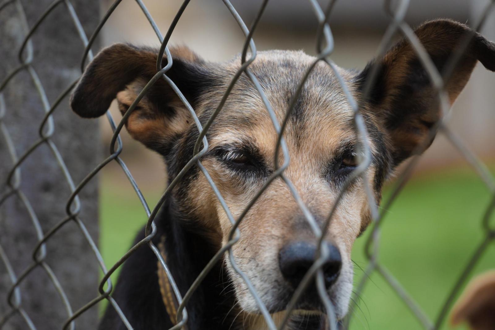 Condomínio que não avisar a polícia de maus-tratos a animais pode ser multado