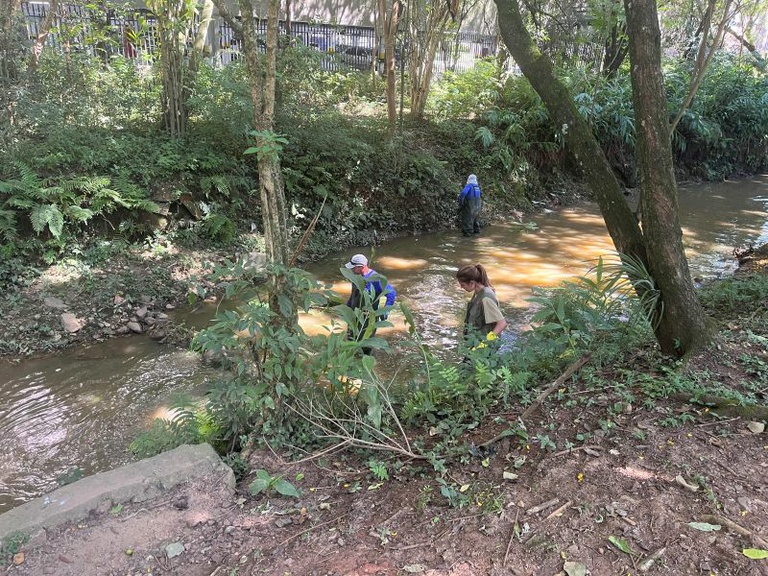 Controle do mosquito borrachudo será debatido na Câmara de Curitiba