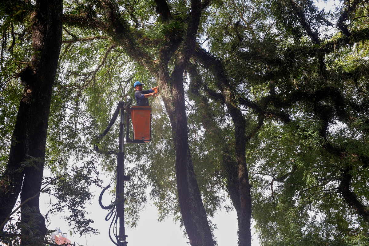 Curitiba: nova lei entra em vigor e muda regras do Código Florestal