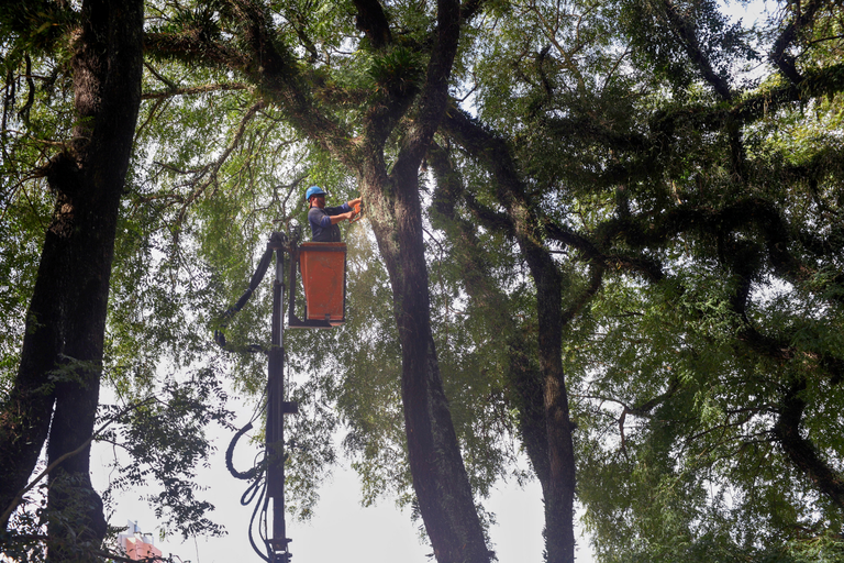 Curitiba: nova lei entra em vigor e muda regras do Código Florestal