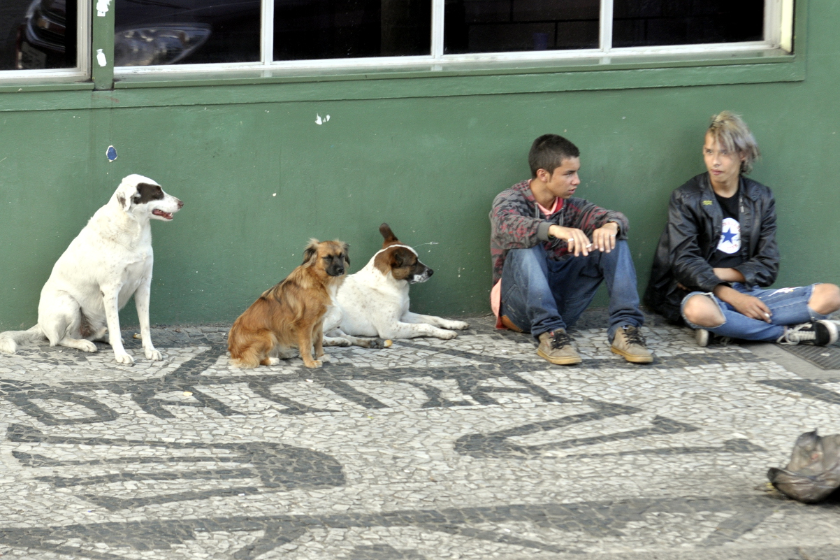 Curitiba pode ganhar farmácia pública "pet"