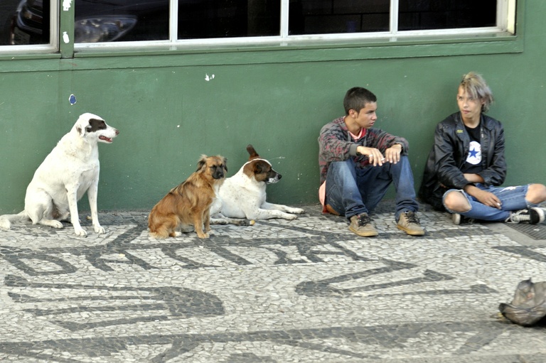 Curitiba pode ganhar farmácia pública "pet"