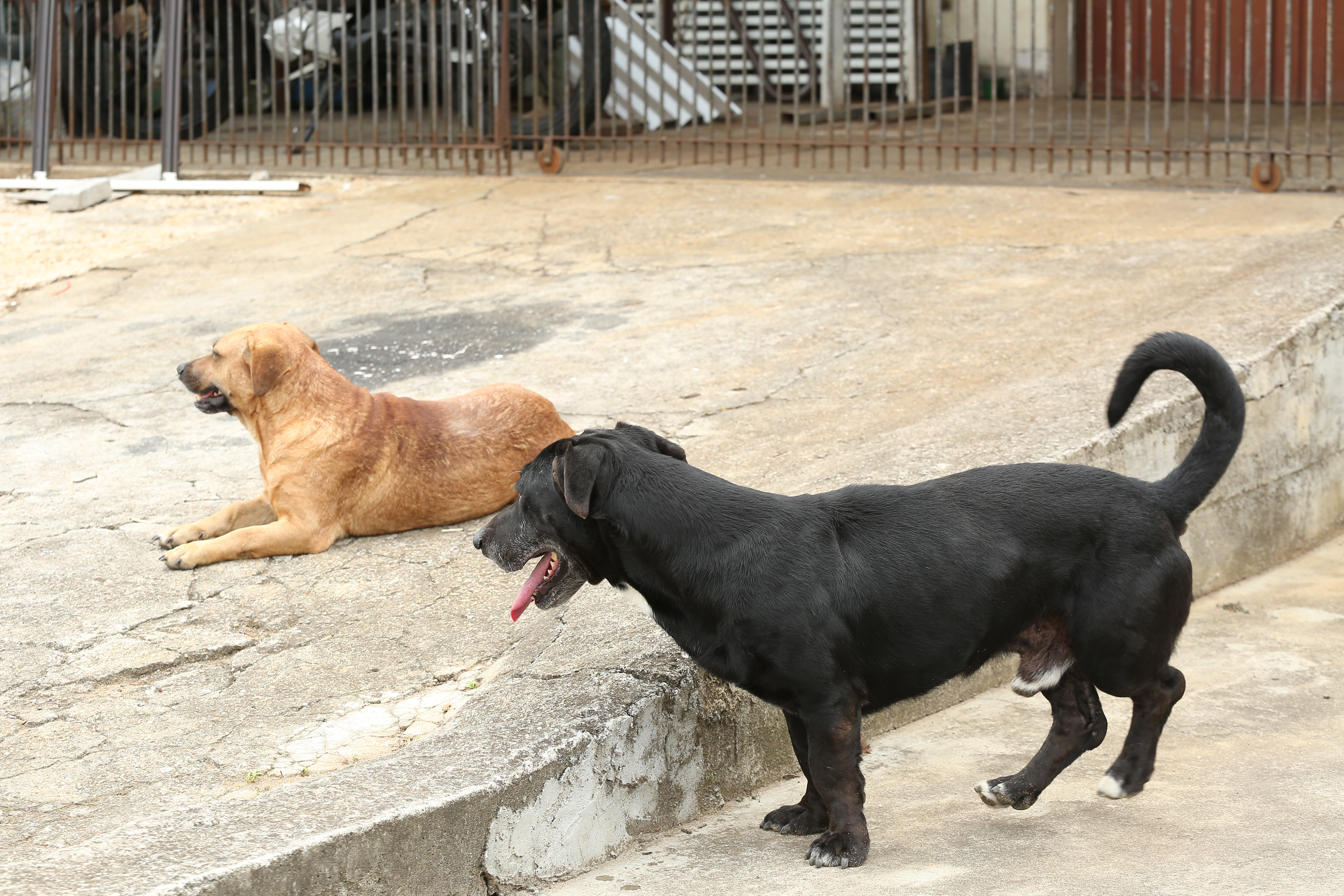 Curitiba pode ganhar Política de Atenção aos Acumuladores de Animais 