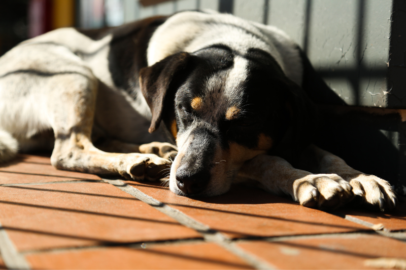 Curitiba pode implantar política de atenção básica à saúde dos animais