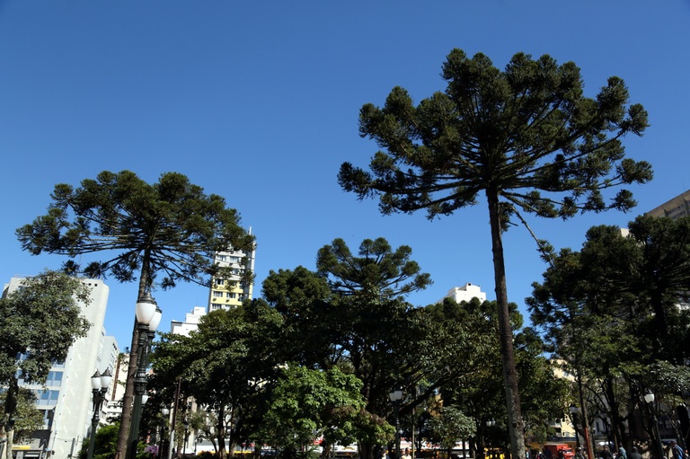 Curitiba pode ter a Semana do Pinhão no mês de abril