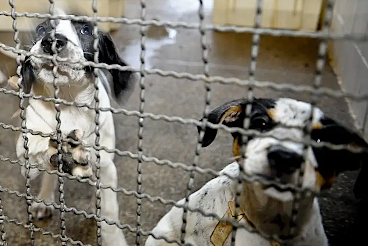 Proposta campanha sobre riscos do cruzamento consanguíneo de animais