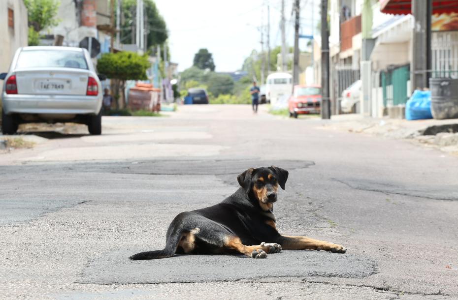 Campanha quer evitar acidentes no trânsito com animais domésticos