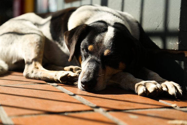 Curitiba: projeto de lei institui o Dia do Cão Idoso