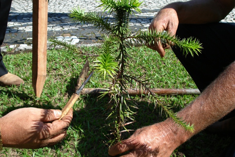 Desde 2013 foram replantadas mais de 20 mil árvores, diz prefeitura