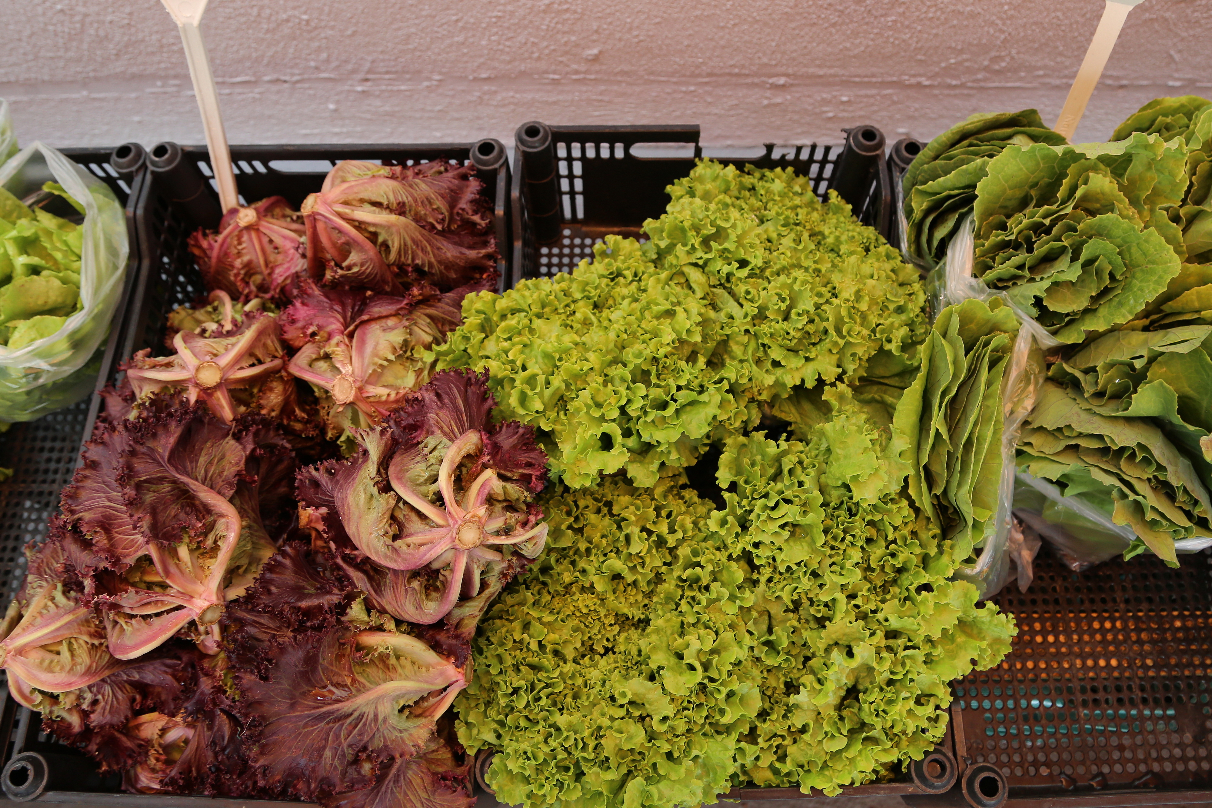 Educação acata ação pedagógica de soberania alimentar e outras 26 propostas