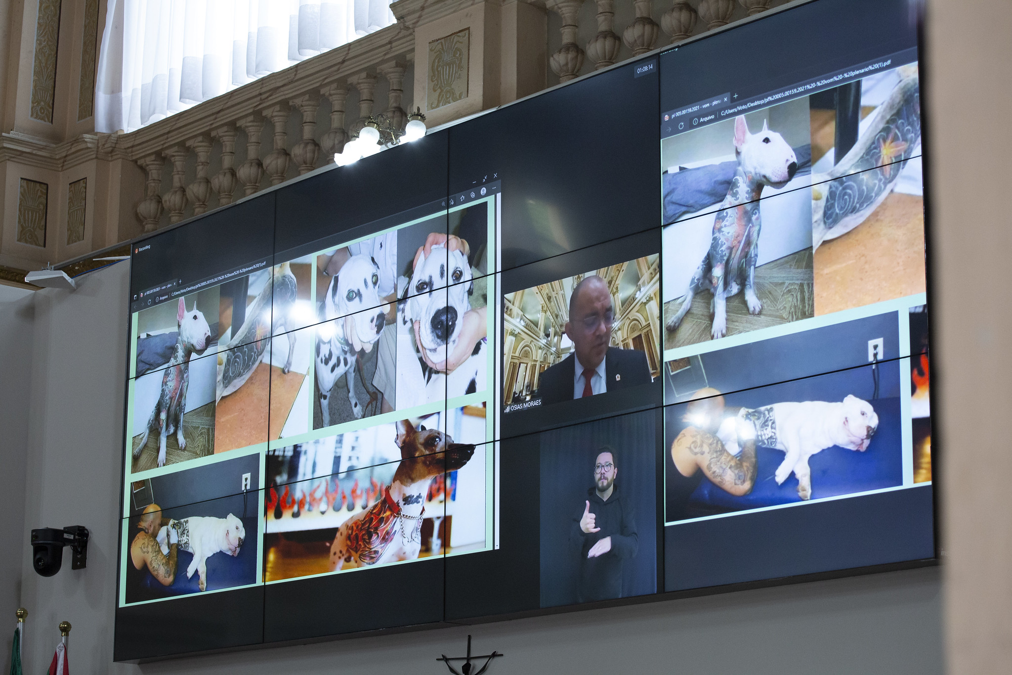 Em 1º turno, aprovada proibição de tatuagens e piercings em animais