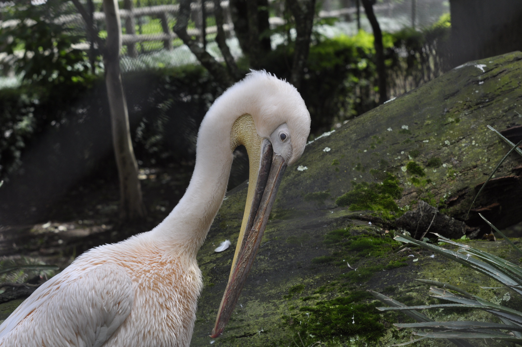 Executivo: Não há previsão de novos pontos comerciais no zoo