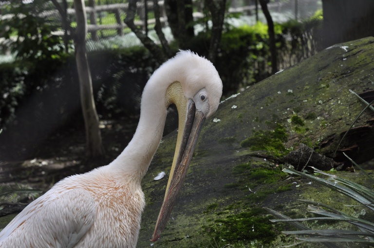 Executivo: Não há previsão de novos pontos comerciais no zoo