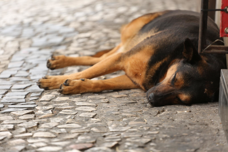 Projeto garante vínculo de pessoa em situação de rua internada e seus animais