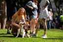 Lei cria programa de educação sobre adoção responsável de animais