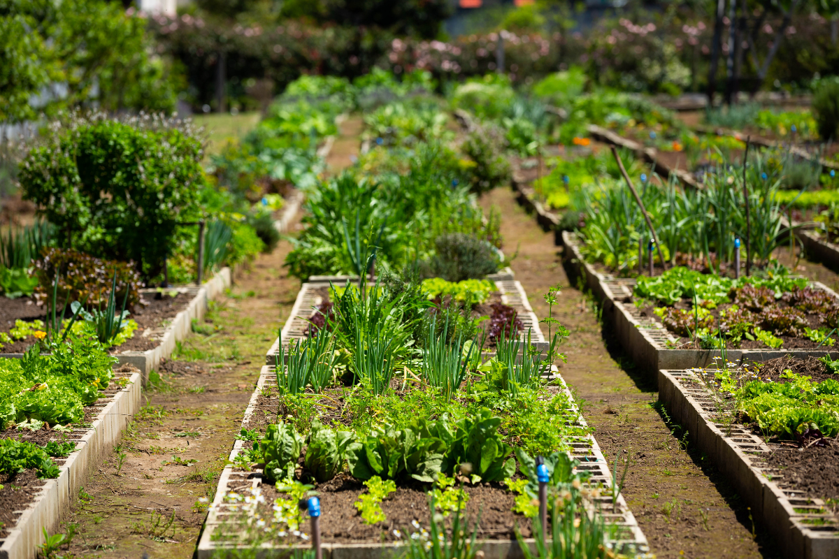 Lei da Agricultura Urbana: modernização das regras está em vigor em Curitiba