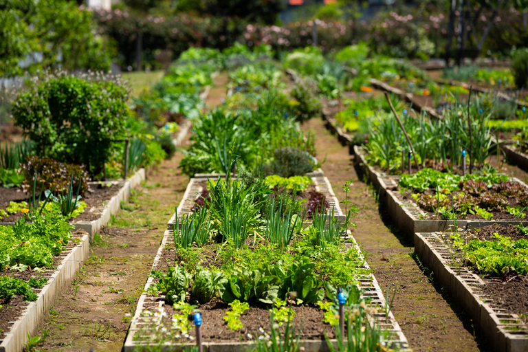 Lei da Agricultura Urbana: modernização das regras está em vigor em Curitiba