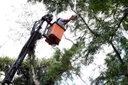 Manejo da arborização urbana pode virar lei em Curitiba