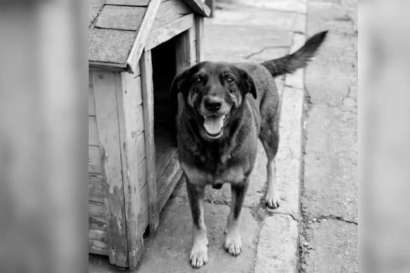 Maus-tratos a animais: projeto em Curitiba amplia sanções 