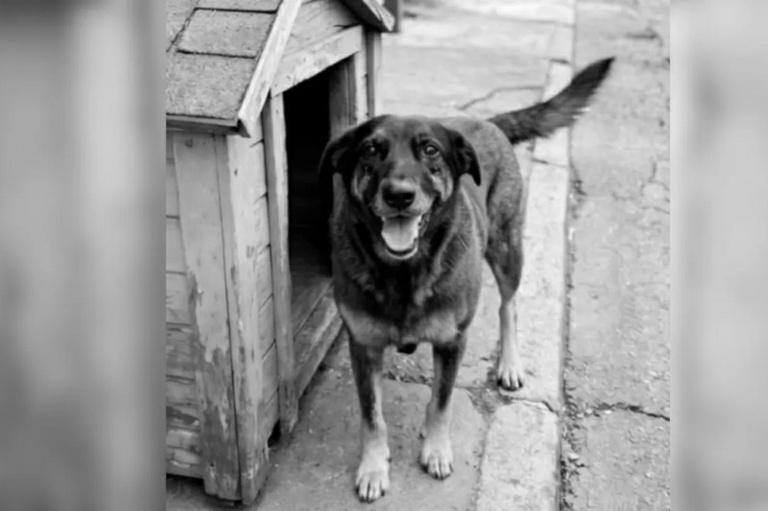 Maus-tratos a animais: projeto em Curitiba amplia sanções 