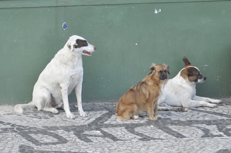 Meio Ambiente debate acumulação de animais