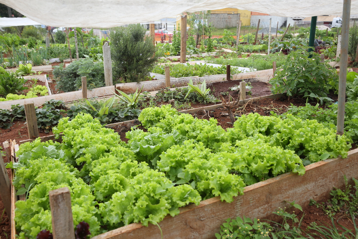 Merenda escolar poderá ganhar reforço com alimentos orgânicos