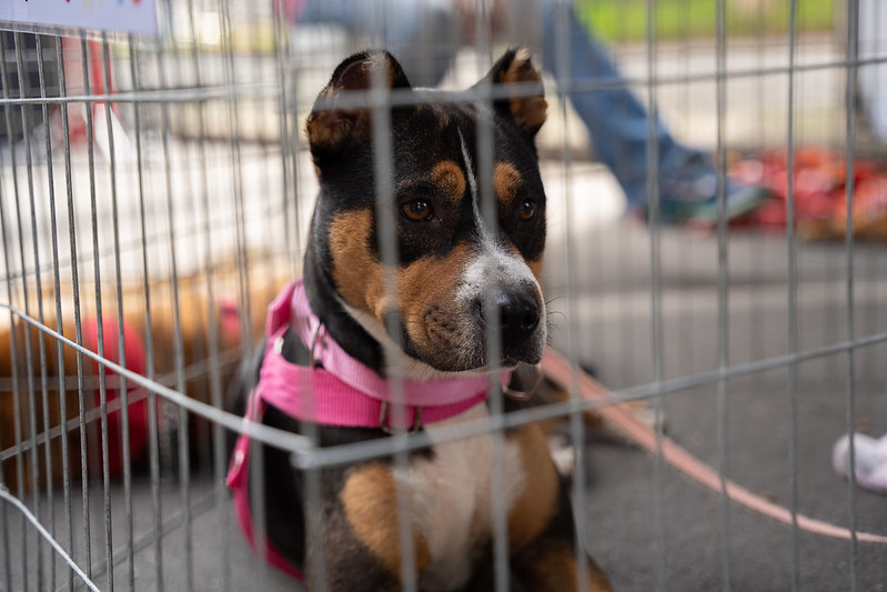 Na segunda, Câmara vota campanha contra maus-tratos a animais