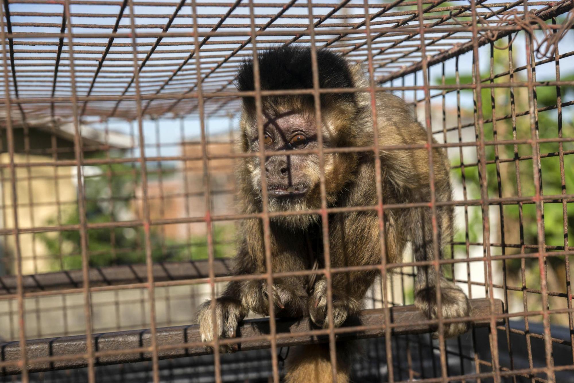 Na segunda, plenário debate revisão da lei contra maus-tratos a animais