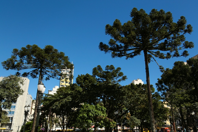 Na terça, Câmara de Curitiba vota Semana do Pinhão e venda de terreno