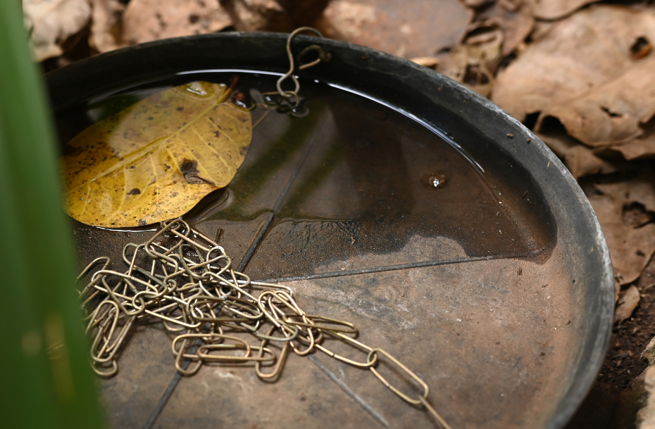 Câmara recebe especialista para debater prevenção e combate à dengue
