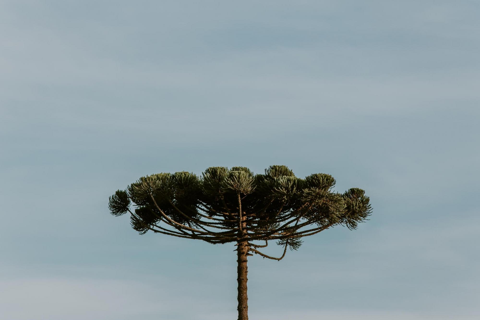 Nova política ambiental de Curitiba será debatida em audiência pública