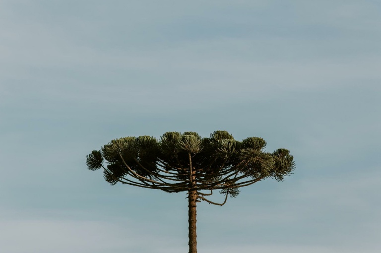 Nova política ambiental de Curitiba será debatida em audiência pública