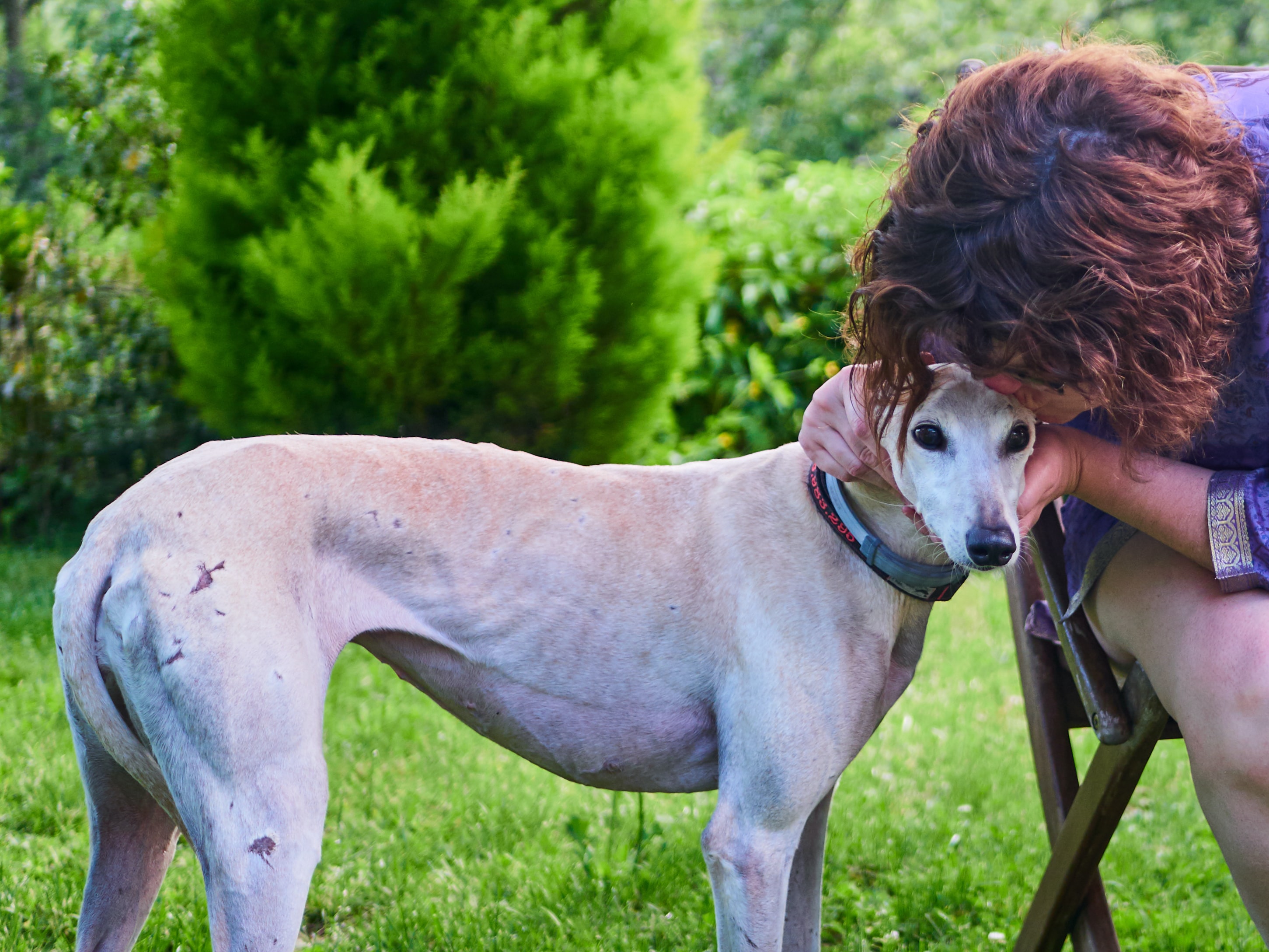 Novo projeto de lei é mais duro contra corrida de cães em Curitiba