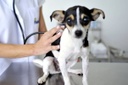 Obrigatoriedade de esterilização  de cães e gatos na pauta da CCJ